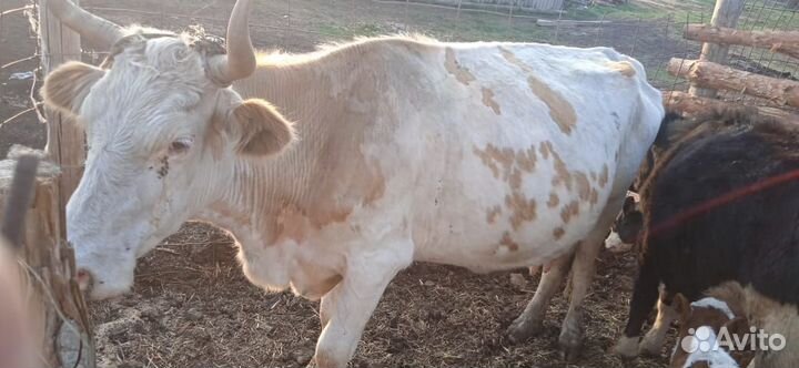 Продажа дойных коров
