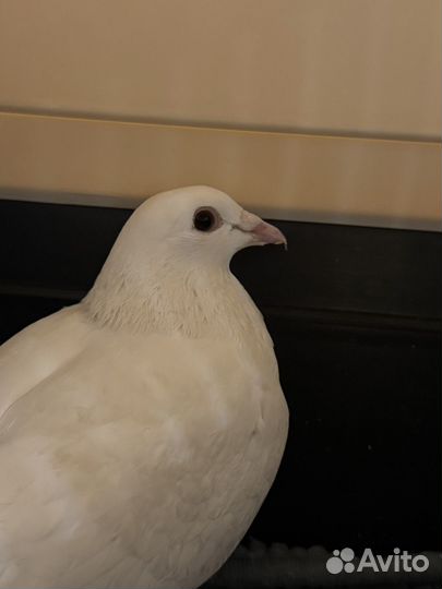 Голубь домашний