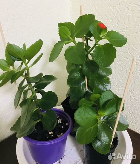 Каланхоэ цветущий