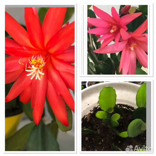 Сортовые декабристы