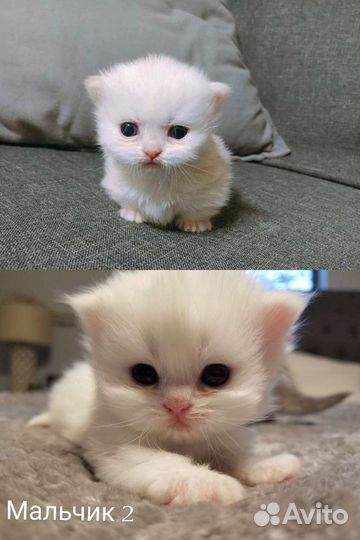 Турецкий Ван