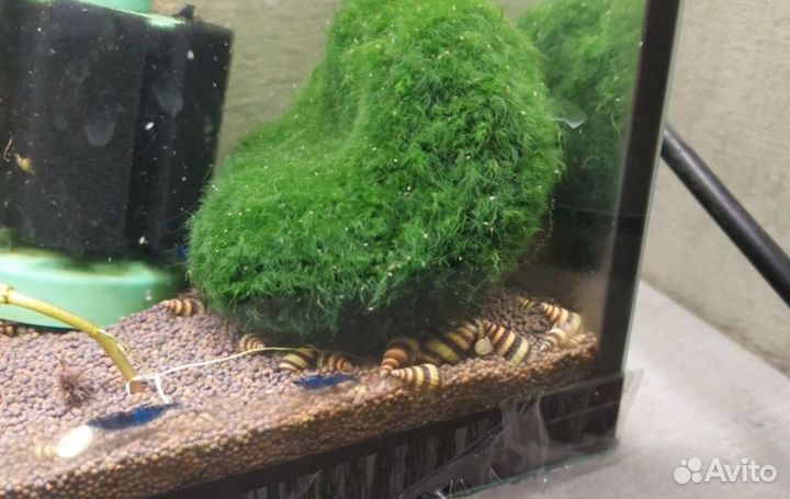 Улитки Хелены,сомики анциструсы