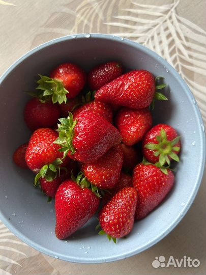 Саженцы клубники