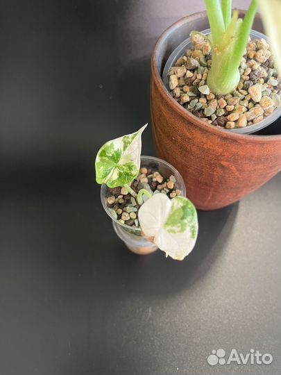 Алоказия Шкура дракона вариегатная