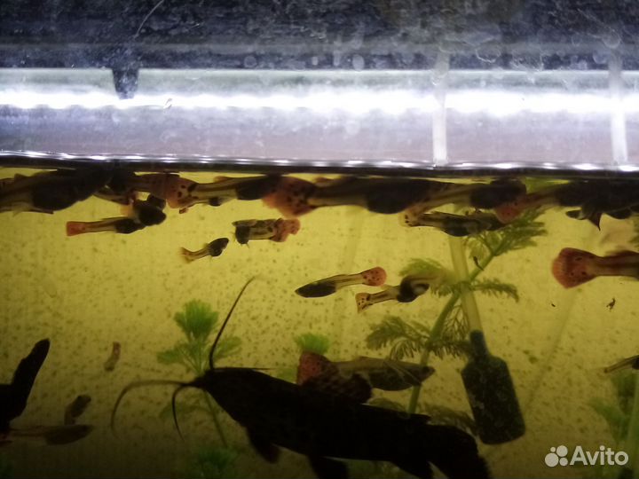 Продаю гюпики молодые