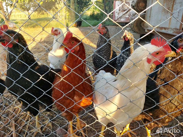 Молодые петухи