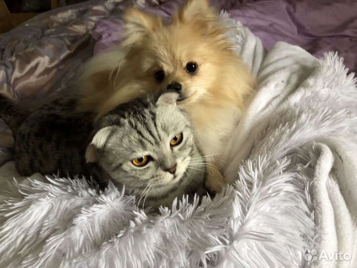 Передержка питомцев(собаки,кошки и др) Прогулки