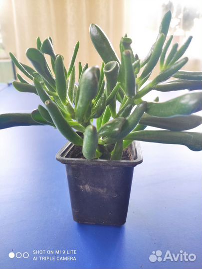 Крассула хоббит