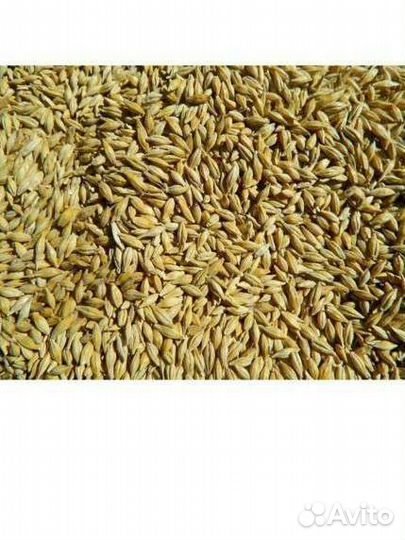 Зерно ячмень