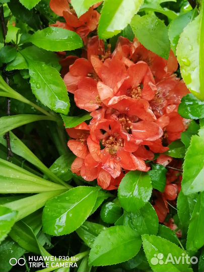 Айва японская