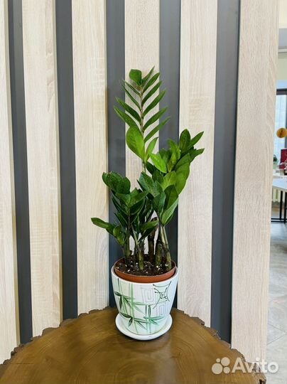 Комнатные растения