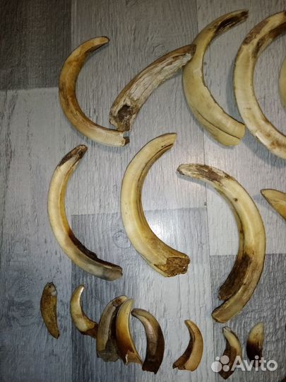 Клыки кабана