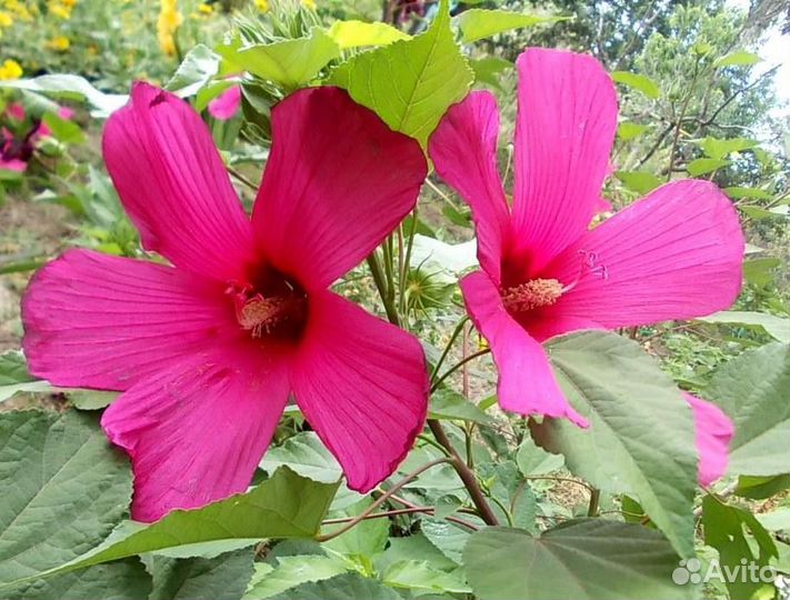 Гибискус травянистый