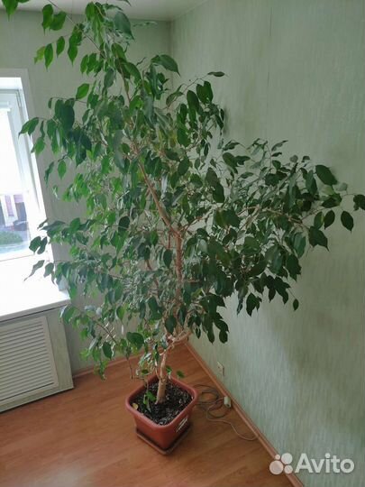 Фикус Бенджамина большой