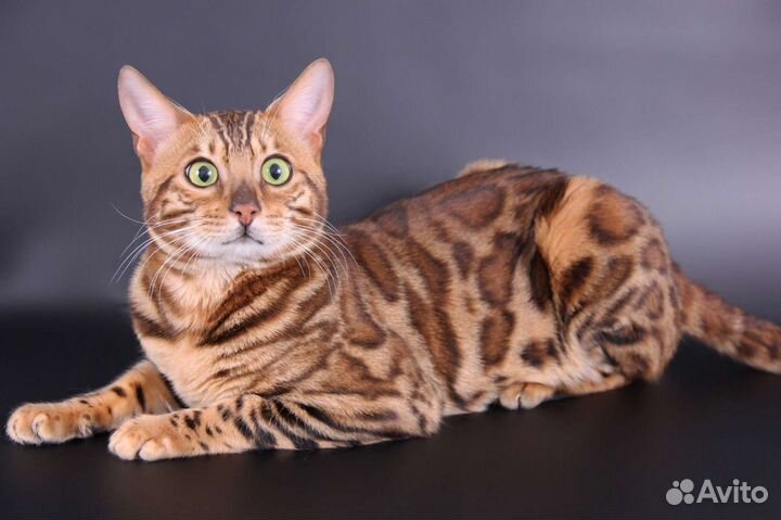 Бенгальский кот с родословной. Вязка. есть котята