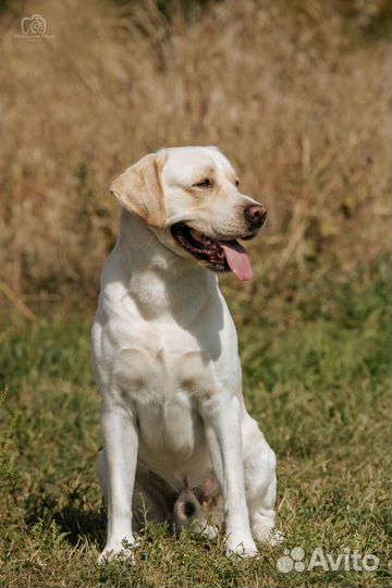 Лабрадор для вязки