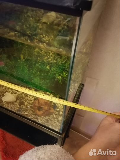 Рыбки вместе с аквариум