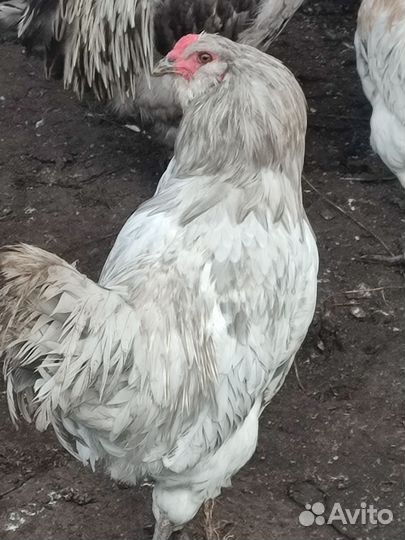 Петушки Сильверудд Блю,мараны