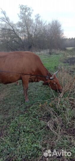 Корова стельная дойная