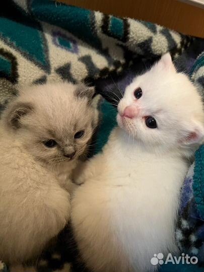 Маленькие котята мальчик и девочка