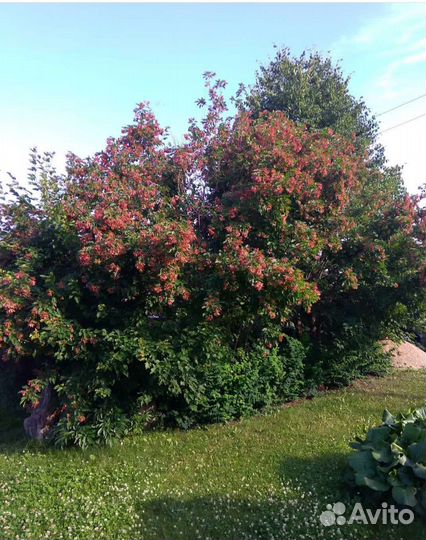 Клен Татарский