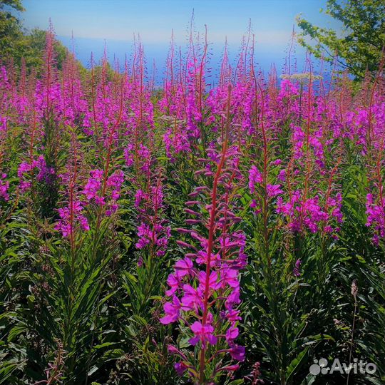 Иван чай ферментированный гранулированный