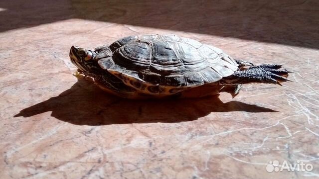 Красноухая черепаха бесплатно объявление продам