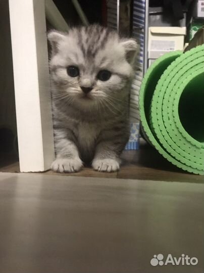 Шотландские котята