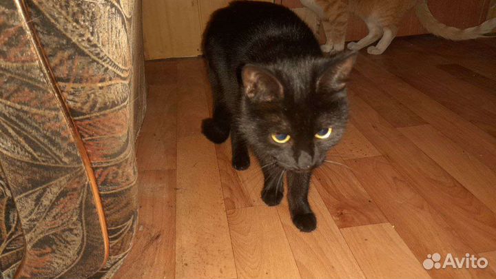 Отдам двух кошек в хорошие руки