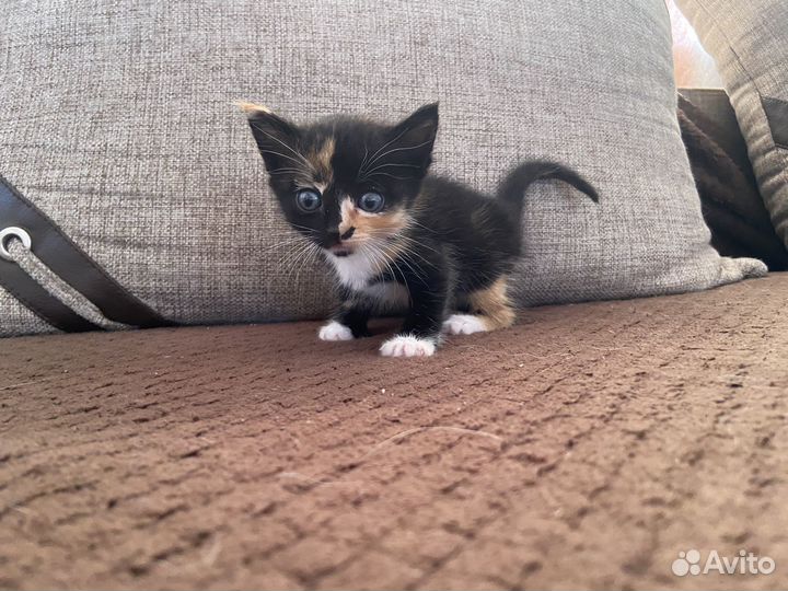 Продам котят трехцветные