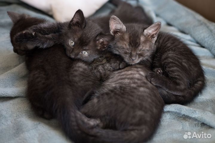 Котята в добрые руки бесплатно