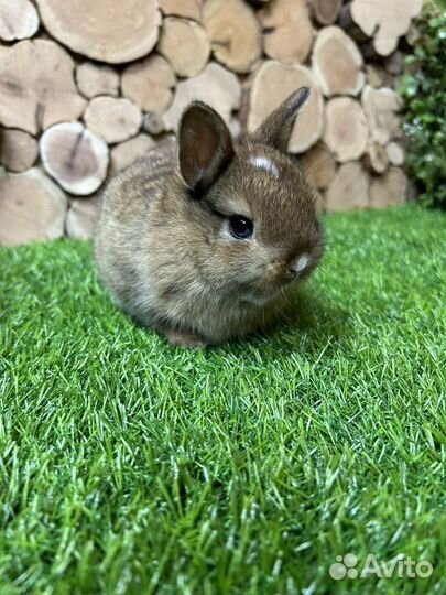 Самый большой выбор карликовых кроликов