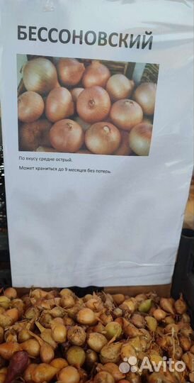 Лук севок. 8 сортов