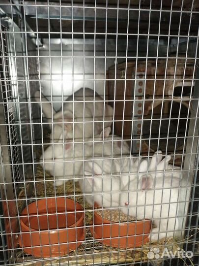 Кролики мясных пород