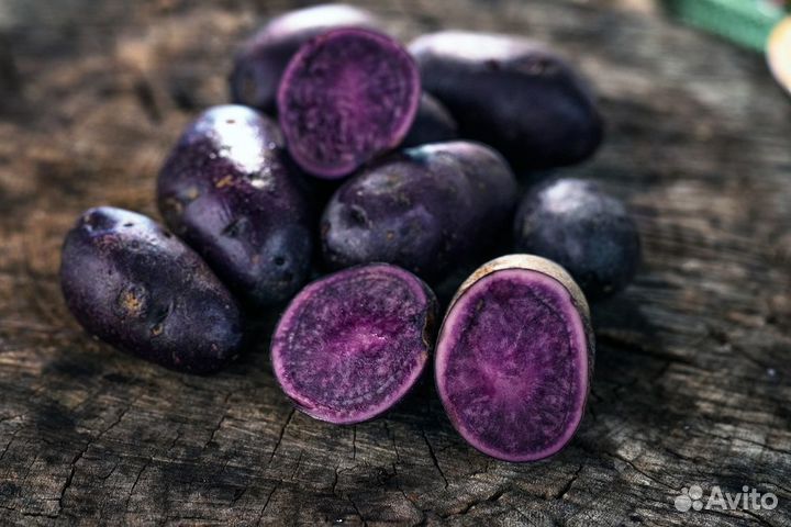 Фиолетовый и розовый Картофель Хортица