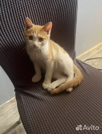 Котенок мальчик бесплатно