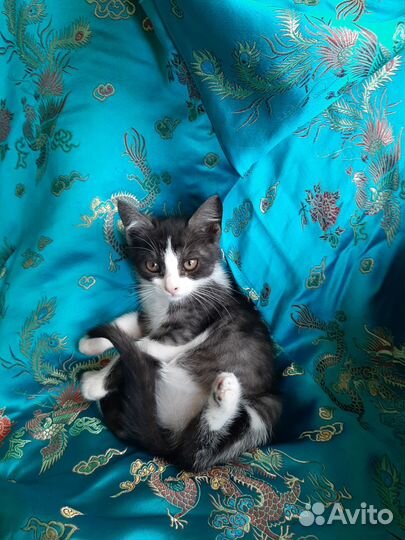 Котя девочка - в добрые руки