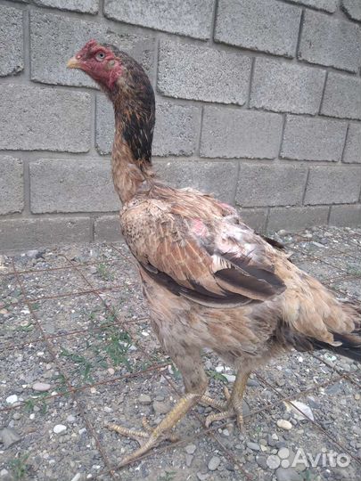 Бойцовые петухи