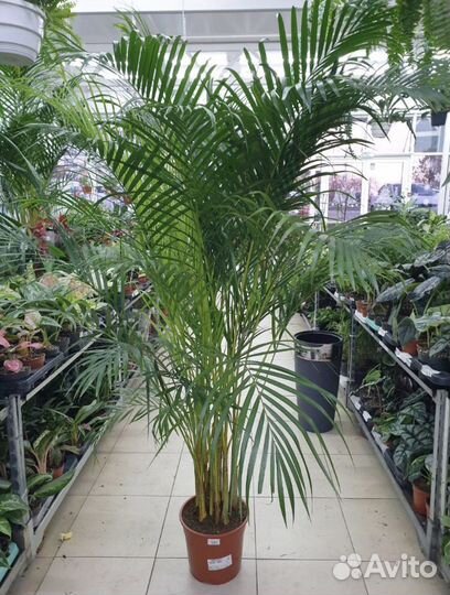Пальма арека дипсис lutescens 200 см