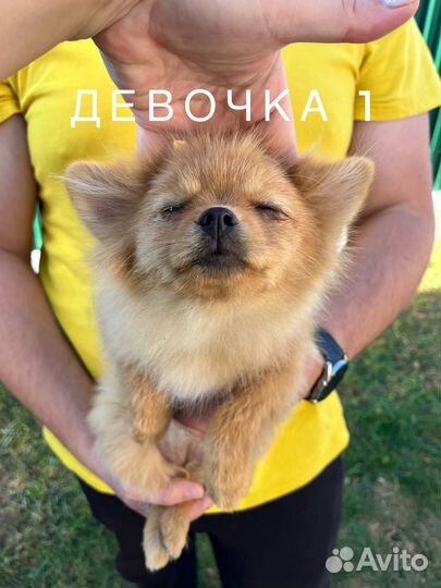 Щенки померанского шпица девочки