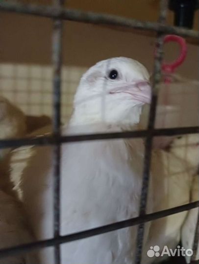 Перепела техасцы