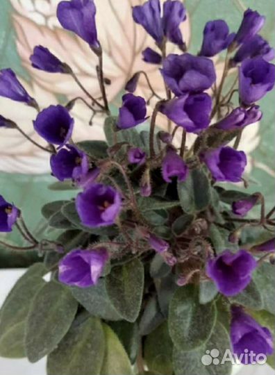 Трейлерные фиалки