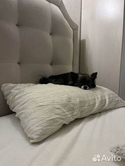 Вязка чихуахуа