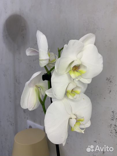 Орхидея фаленопсис