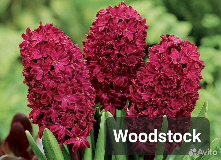 Луковицы гиацинтов