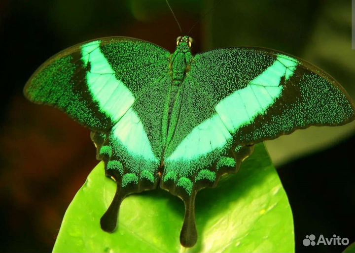 Детский бабочкариум, мини-ферма бабочек