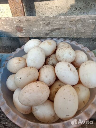 Яйцо домашнее утиное в инкубатор