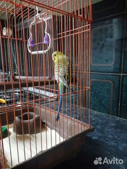 Волнистый попугай с клеткой
