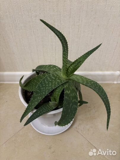 Цветок алое в горшке