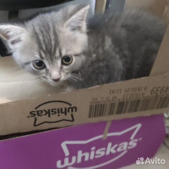 Котёнок девочка